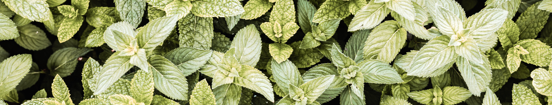 Lucy Savigny NATUROPATHE